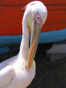 Pelican - Mykonos mascot